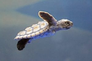 Baby Sea Turtle