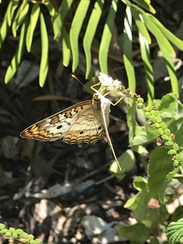 PERIWINKLE WETLANDS