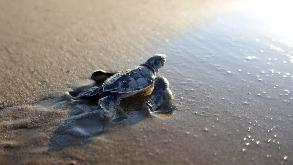 Sea Turtle Nesting Season Wraps Up on Sanibel and Captiva Islands