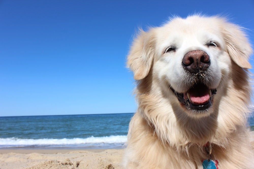 Golden,Retriever,Smile