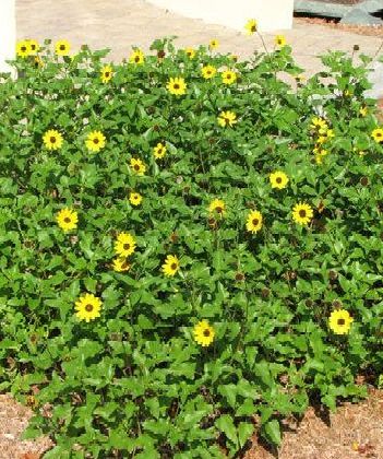 Dune Sunflower