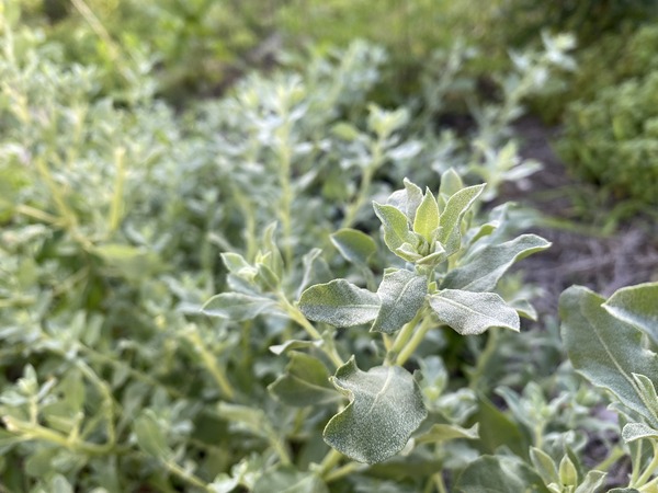 CRESTED SALTBUSH