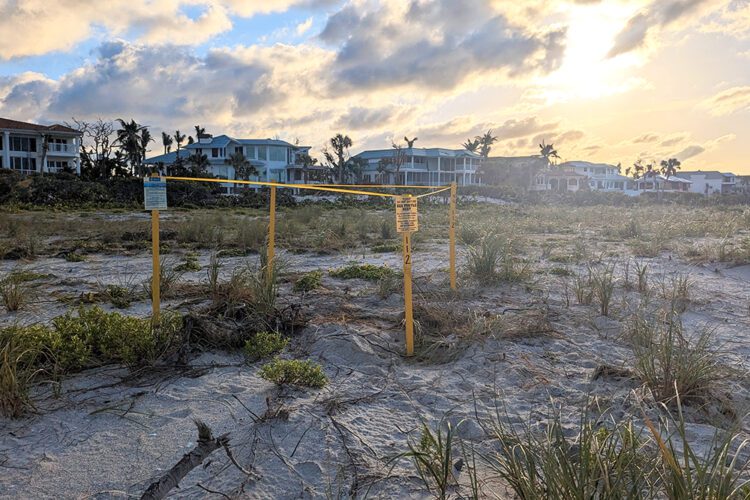 Sea Turtle Nesting