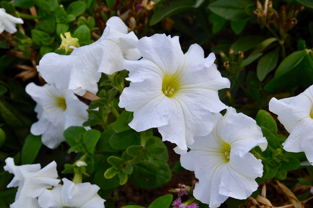 Moon Flowers