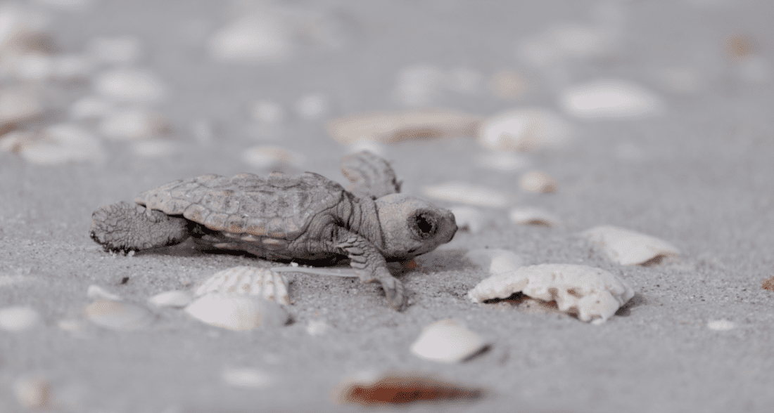 Sea Turtle