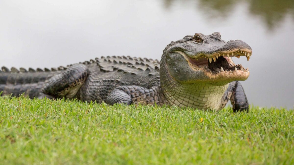 Aligator