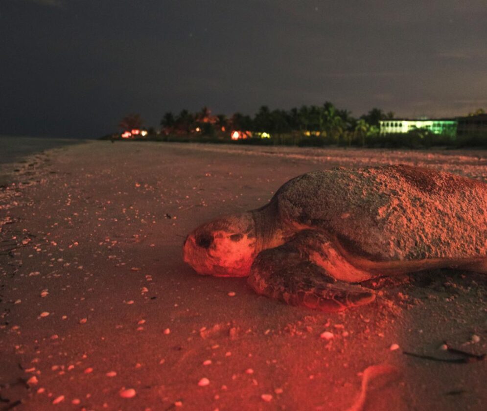 SCCF Report Record Number of Sea Turtle