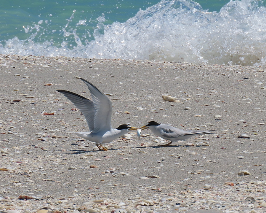 Helping Least Terns Find Their Perfect Home: Decoy Success on Sanibel Beaches