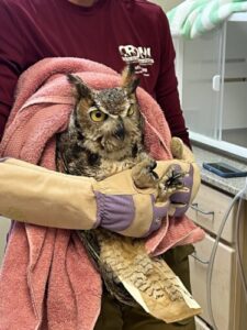 CROW HORNED OWL RELEASE