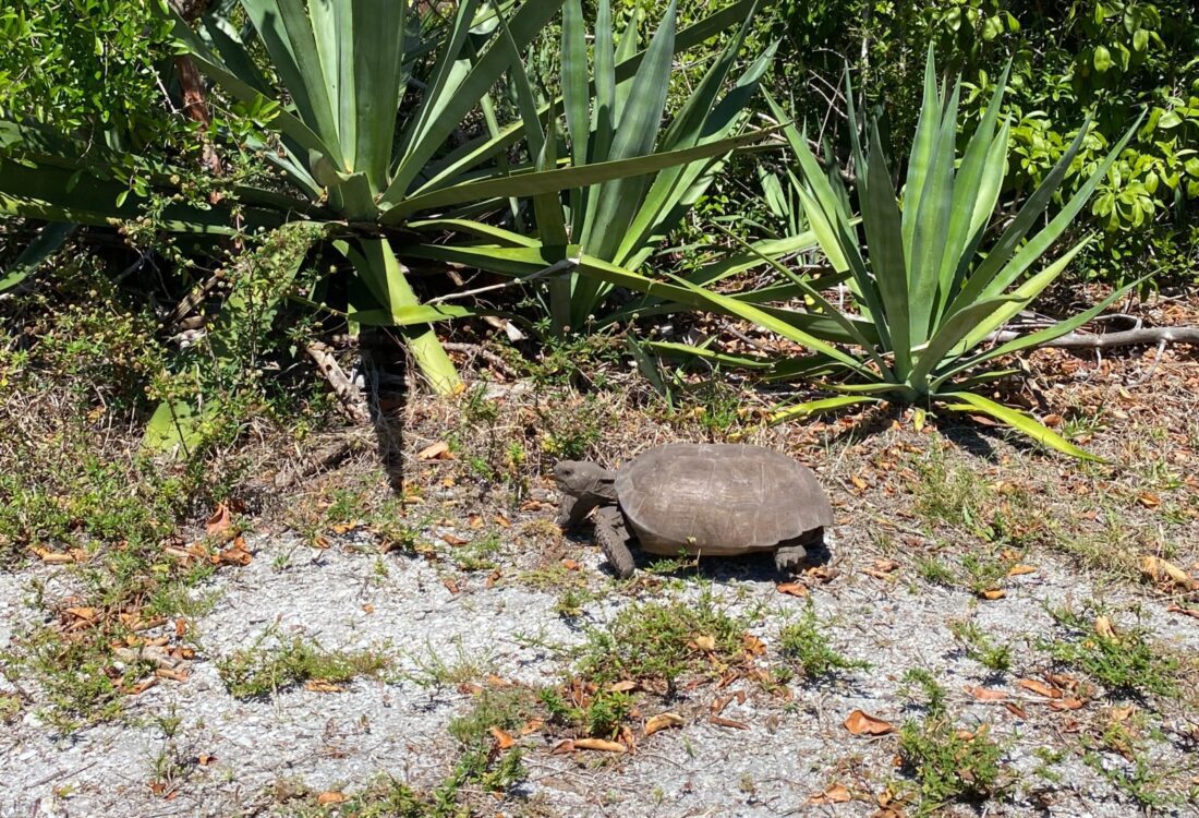 Gopher tortoise