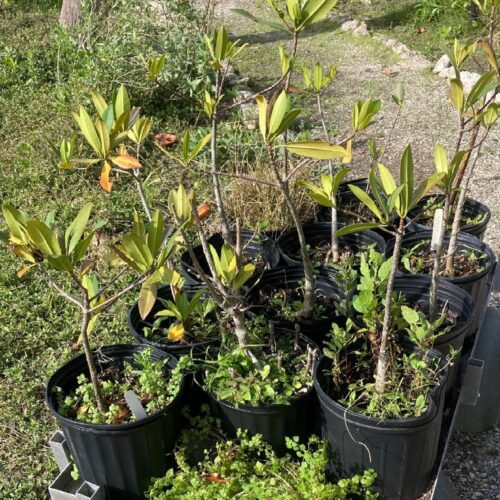 MANGROVE ADOPTIONS