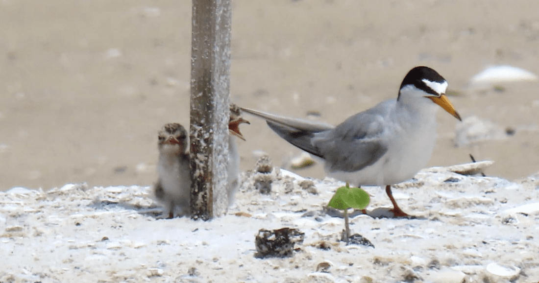 Least Tern