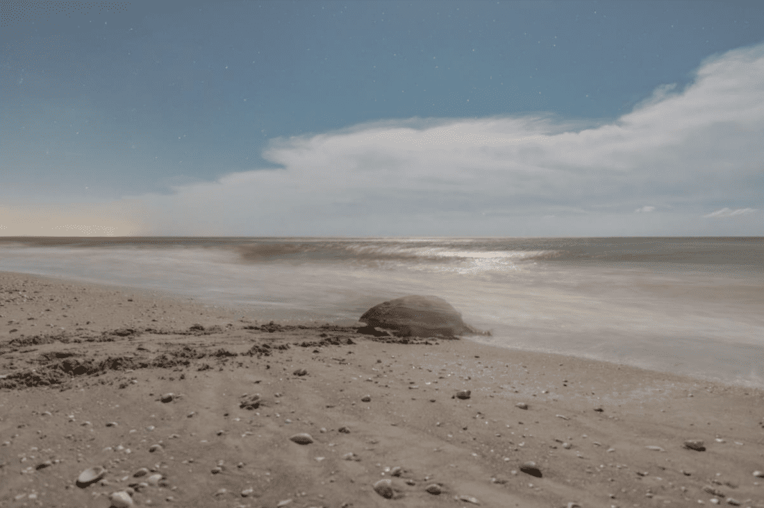 Loggerhead Sea Turtle