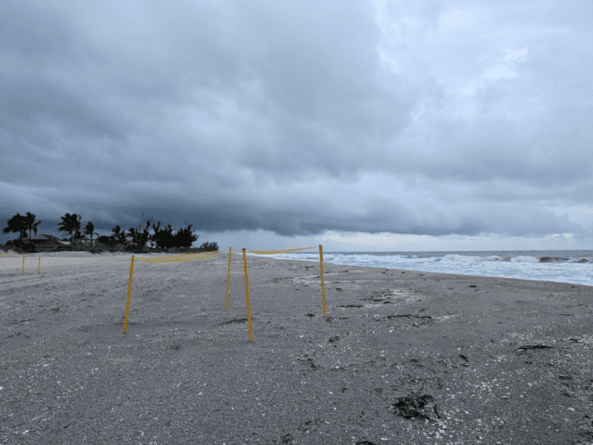 SCCF SEA TURTLE SEASON UPDATE