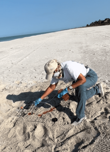 SCCF SEA TURTLE SEASON UPDATE