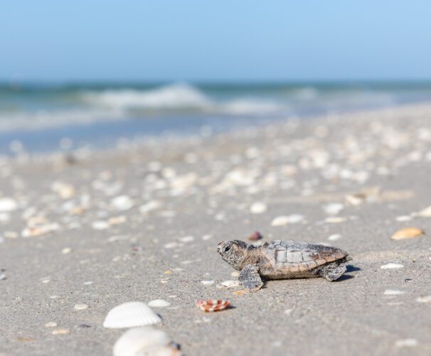 SCCF SEA TURTLE SEASON UPDATE