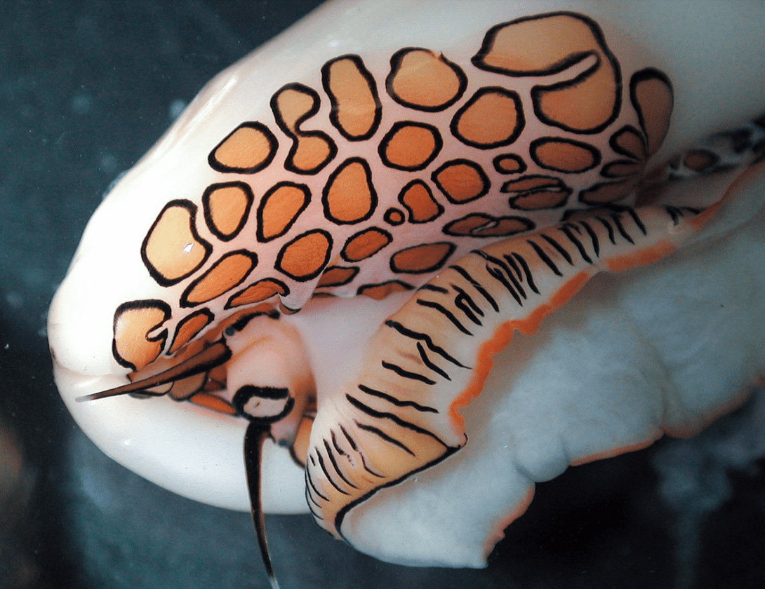 Flamingo tongue