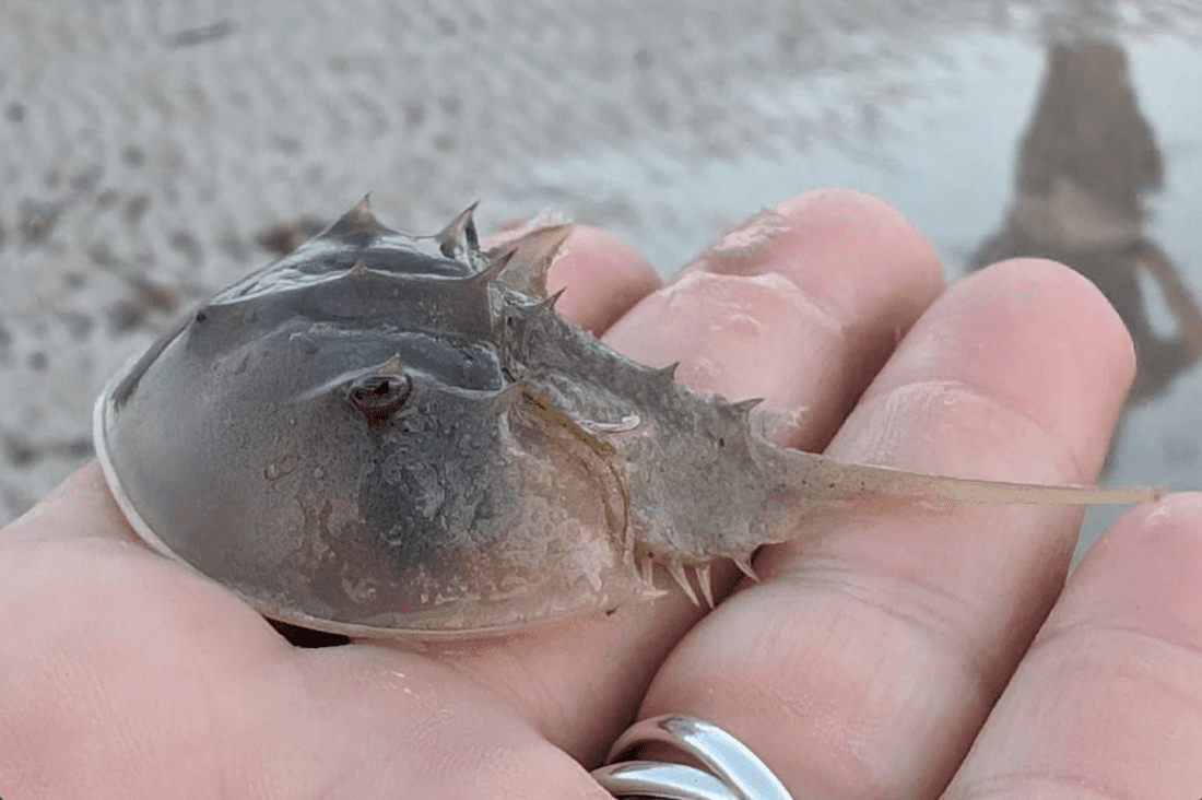 HORSESHOE-CRABS