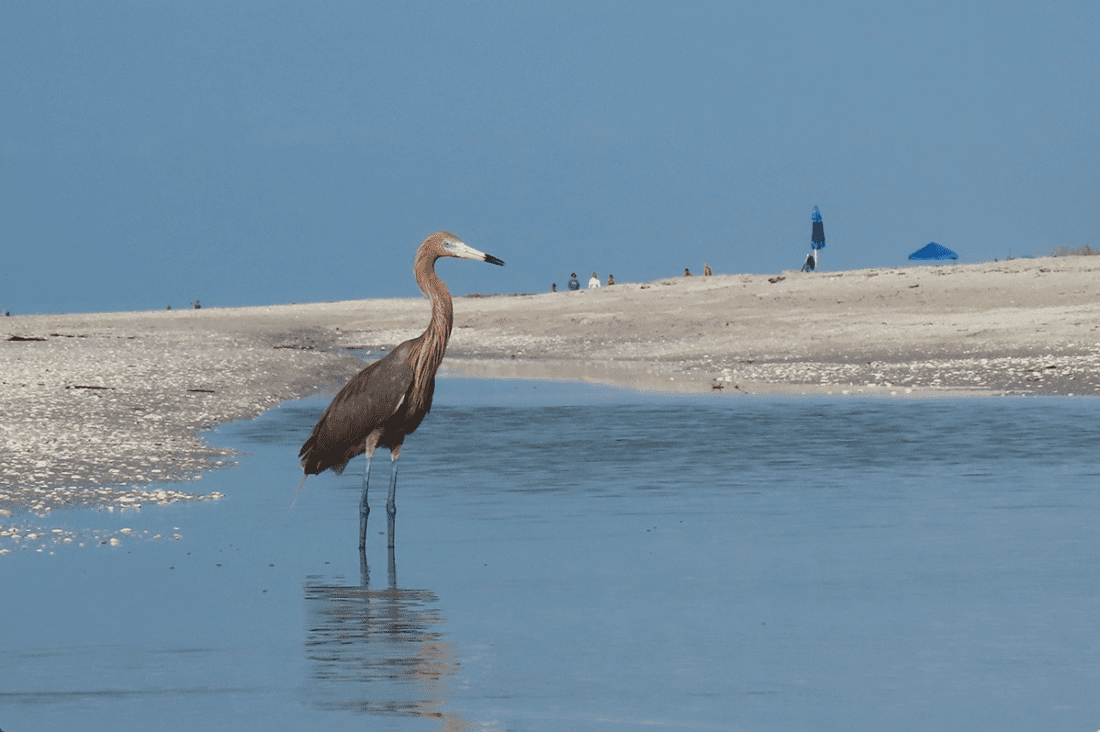 Reddish Egret