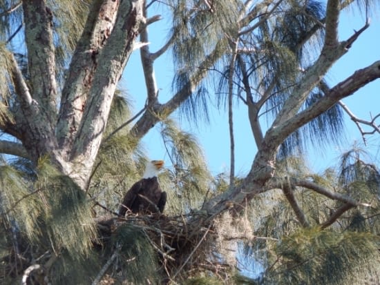 Bald Eagle Nesting Season Kicks Off in Florida: What You Need to Know