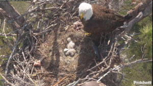 SWFL Eagle Cam