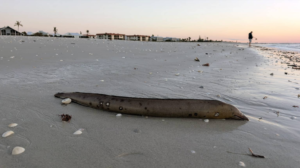 Red tide Captiva