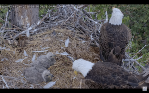 SCCF BALD EAGLE SEASON UPDATE