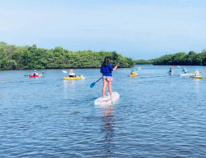 Paddle Board