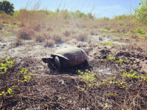 Gopher Tortoise