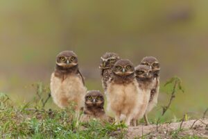 Florida_Burrowing_Owls