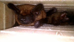 SCCF BUILDING BAT HOUSES