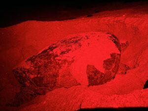 SCCF SEA TURTLE SEASO -UPDATE