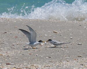 SCCF SHOREBIRD SEASON UPDATE
