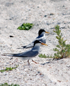 SCCF SHOREBIRD UPDATE