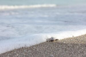 Sanibel sea turtle nesting season 2026