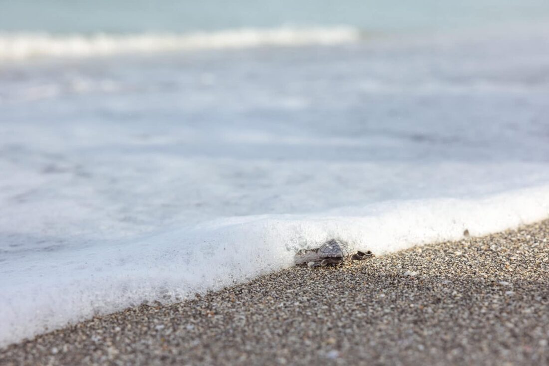 Sanibel sea turtle nesting season 2026