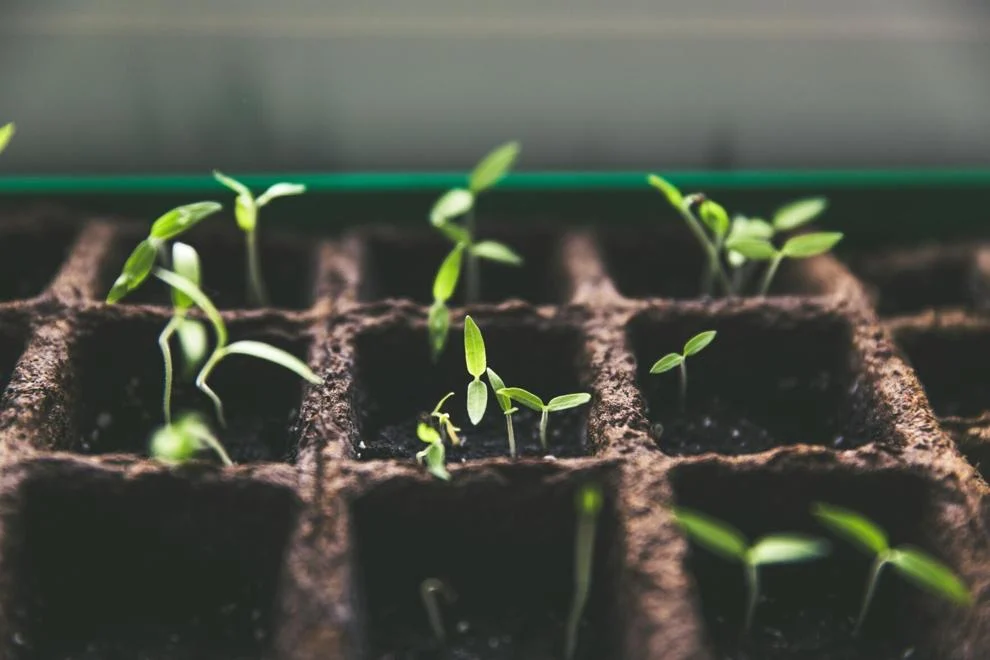 Florida’s Green Industry Generates $42B Economic Impact in 2023