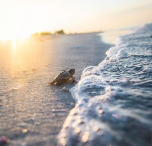 Captiva Island Sea Turtle Nesting Season 2026