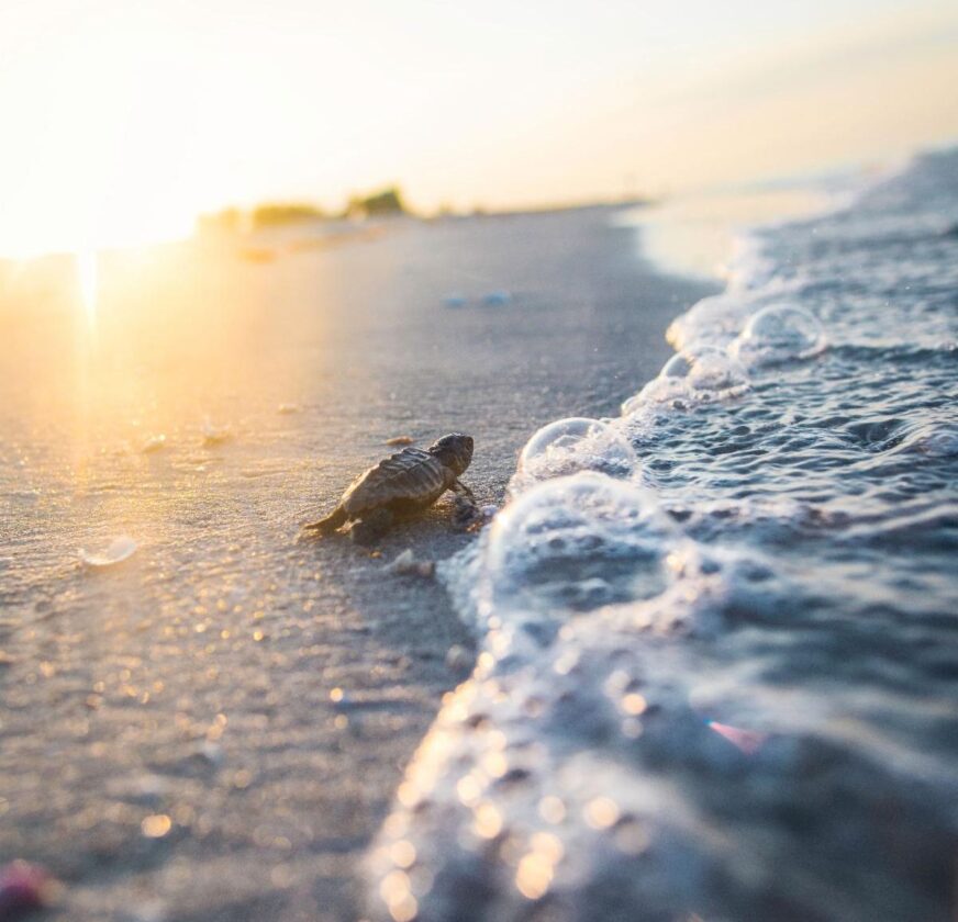 SCCF-SEA-TURTLE-NUMBERS-872x840