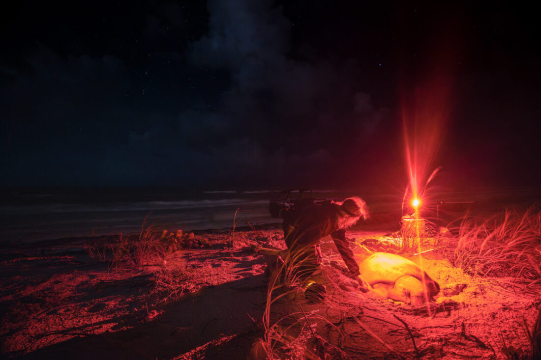 SCCF SEA TURTLE SEASON UPDATE
