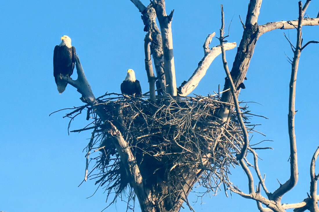 SCCF BALD EAGLE SEASON UPDATE