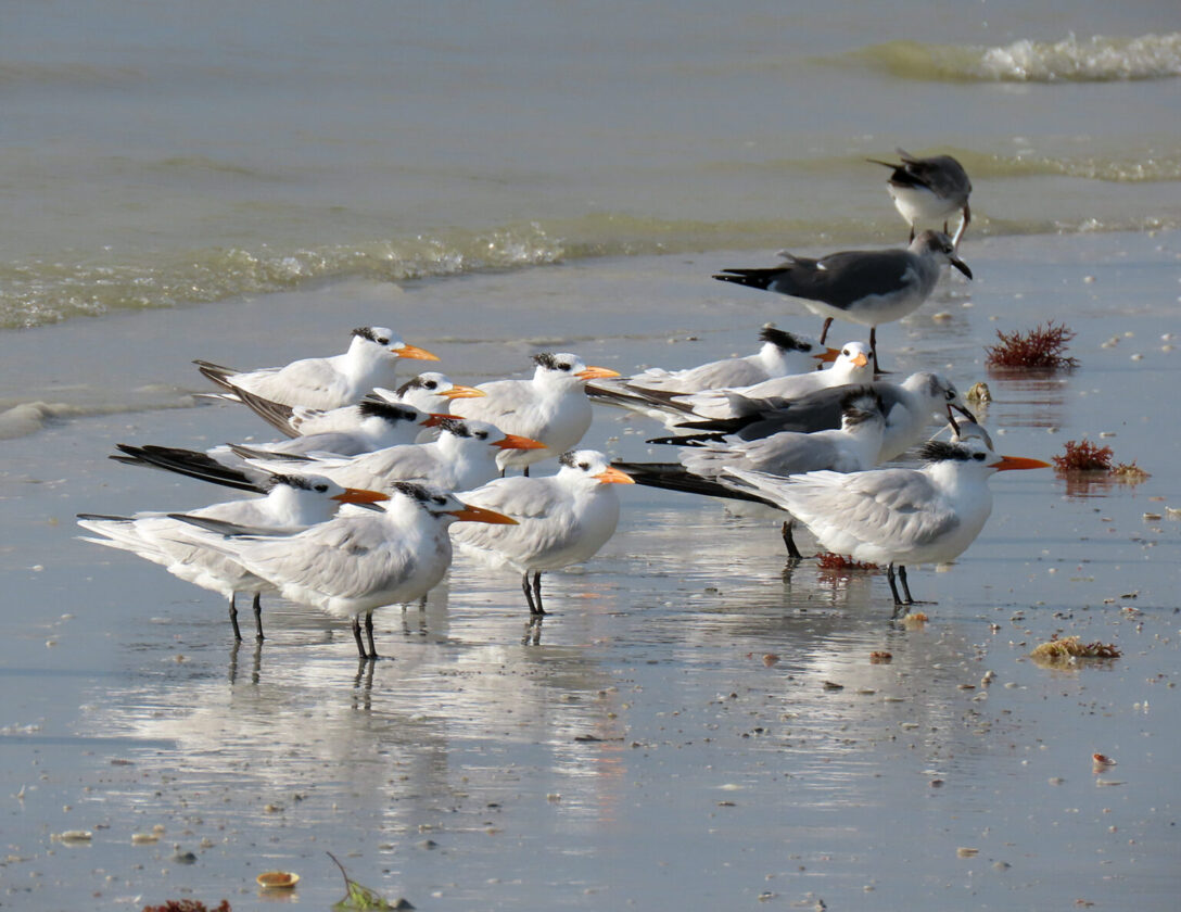 The Annual Sanibel-Captiva Christmas Bird Count