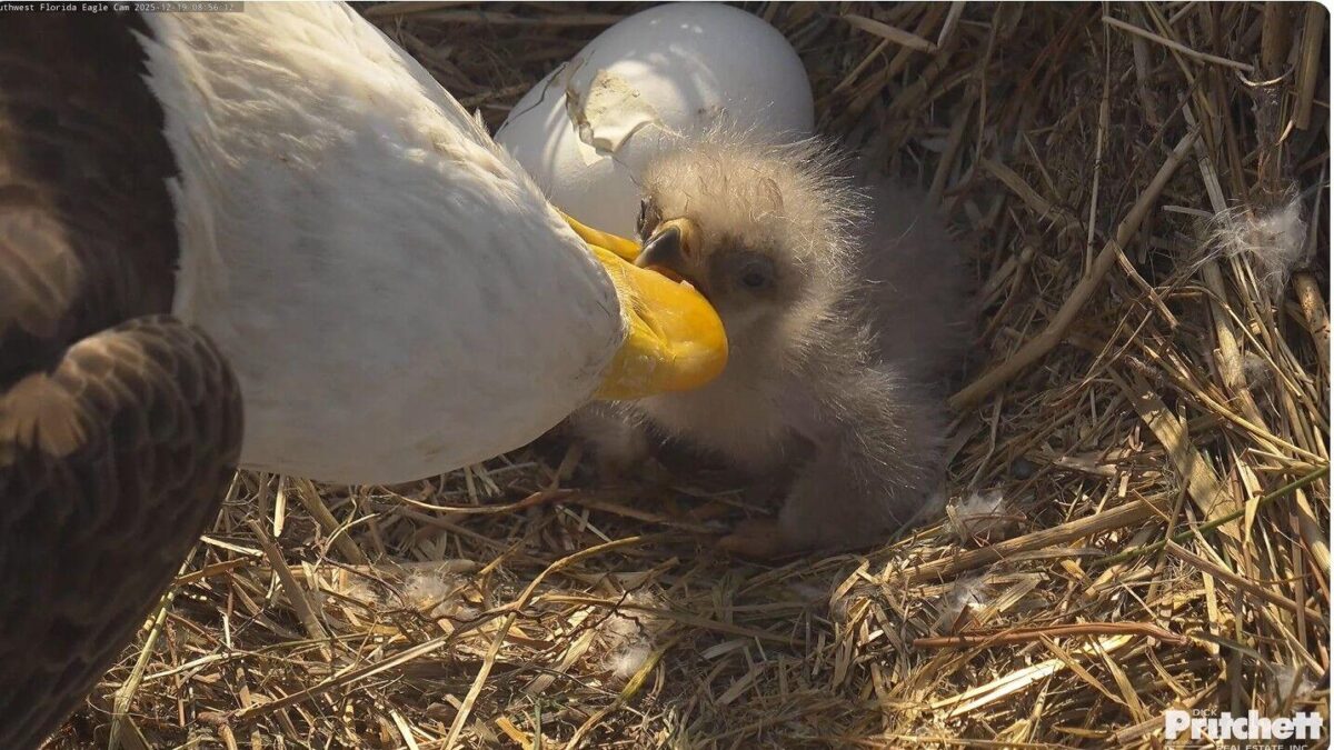 Eagle Hatchling