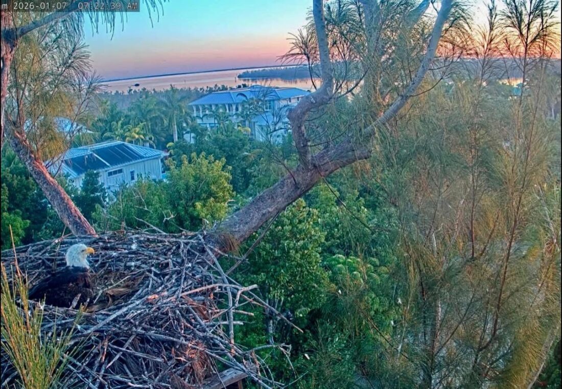 Clinic for the Rehabilitation of Wildlife (CROW) staff performing a safety intervention at a Captiva Island eagle nest.