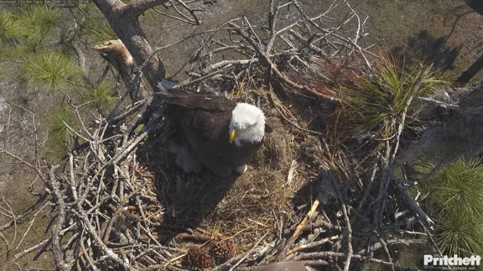 Eagle Cam