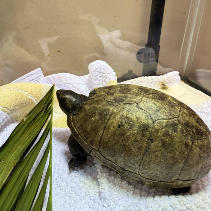 Striped Mud Turtle