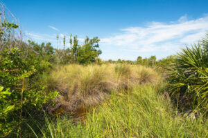 Firewise on Sanibel Island