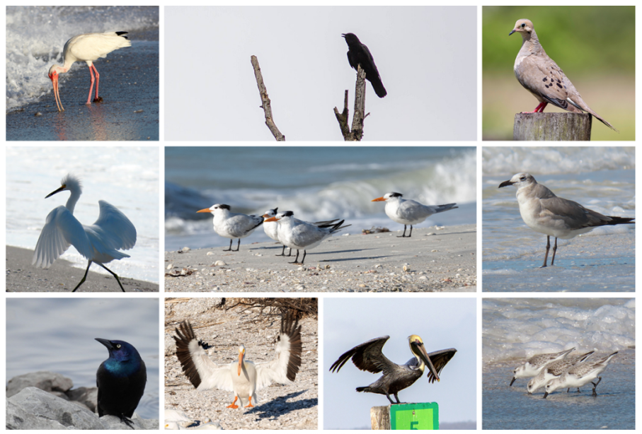 SCCF Christmas Bird Count 2026