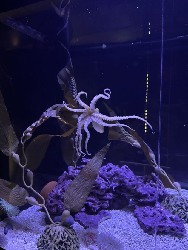 Vivid marine life on display within the Sanibel Island aquarium exhibits.