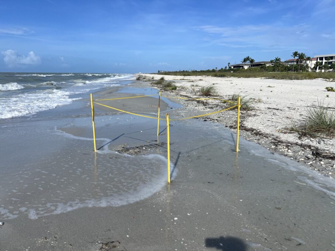 SCCF Sea Turtle Nesting Numbers 2026: 340+ Nests Documented